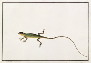 マラッカの動物、昆虫、爬虫類の絵からのアジアティックグアナ、ラセルタカロテス、1805年から18年頃（紙と紙、ガッシュ） 作： Chinese School
